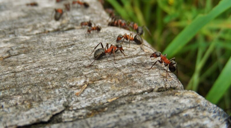 Mravenci na zahradě