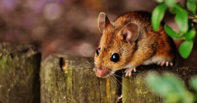 Jak se zbavit myší na zahradě