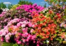 Jak zachránit rododendron