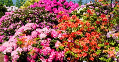 Jak zachránit rododendron