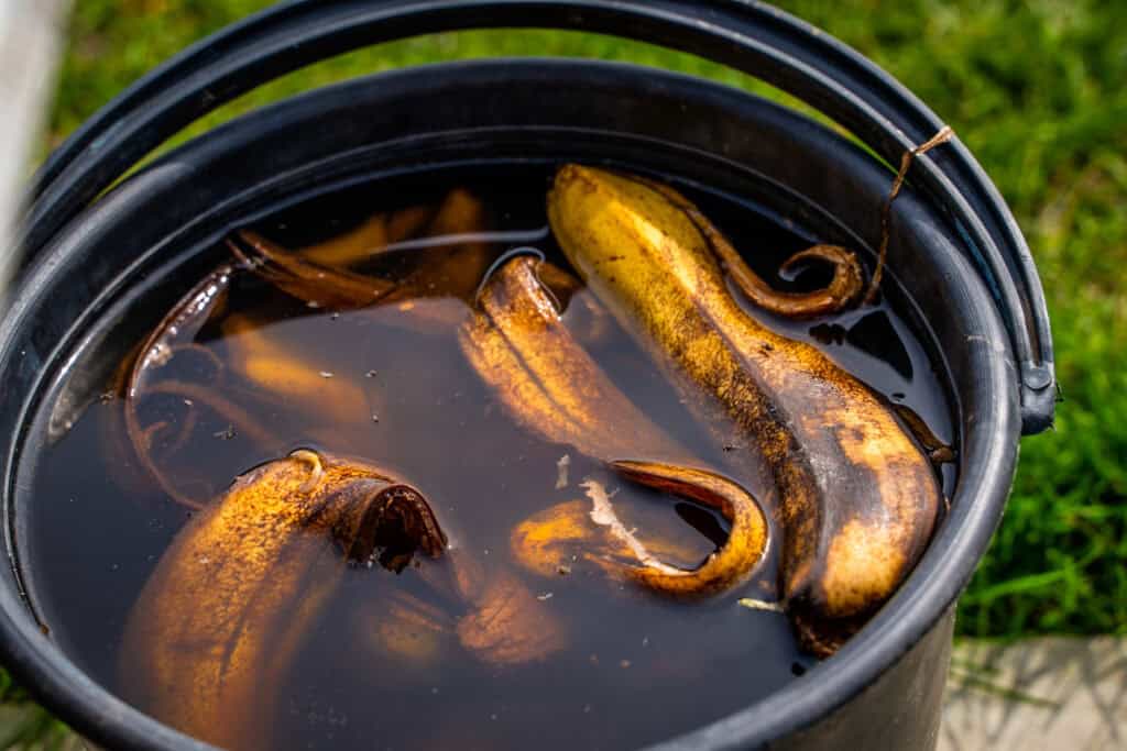 hnojivo z banánových slupek